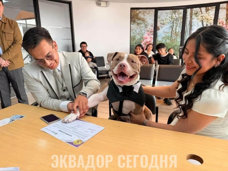 Особенный свидетель на свадьбе Особенный свидетель на свадьбе